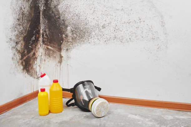 Best Attic Mold Remediation in Brownwood, TX