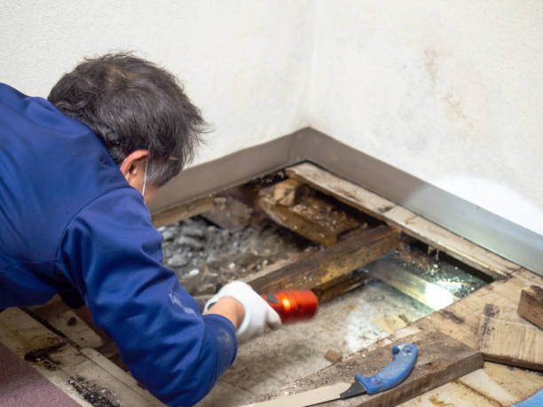 Best Health and Safety Mold Remediation in Brownwood, TX