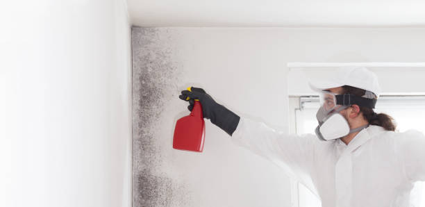 Best Black Mold Remediation in Brownwood, TX