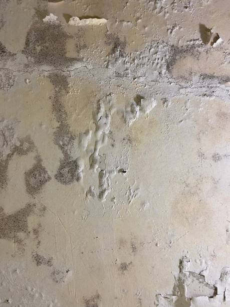 Best Post-Flood Mold Remediation in Brownwood, TX
