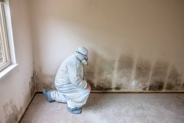Best Bathroom Mold Remediation in Brownwood, TX