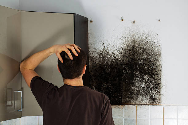 Reliable Brownwood, TX Mold Remediation Solutions