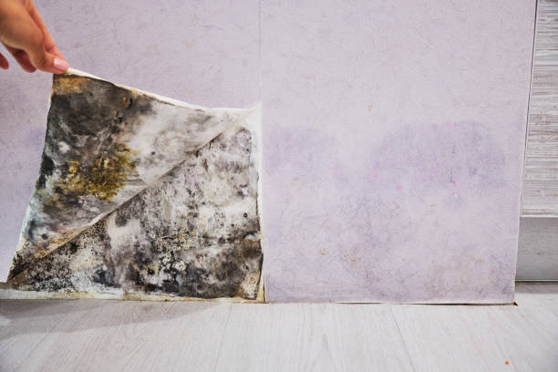 Best Residential Mold Remediation in Brownwood, TX